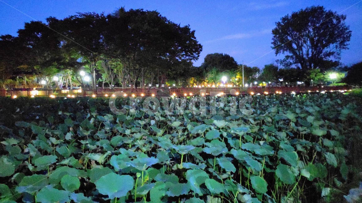 야경,풍경,밤,저녁,자연,자연,풍경,nature,landscape,야경,밤,nightscape,night,plant,식물
