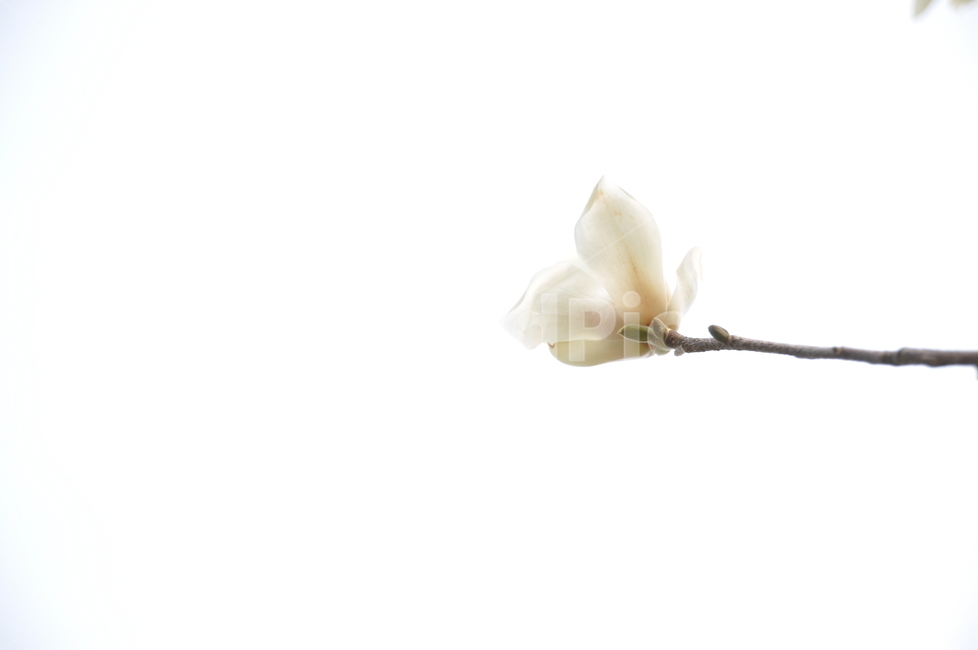 목련,하얀목련,목련꽃,목련화,flower,식물,자연,plants,nature,꽃,flower,누끼,remove background