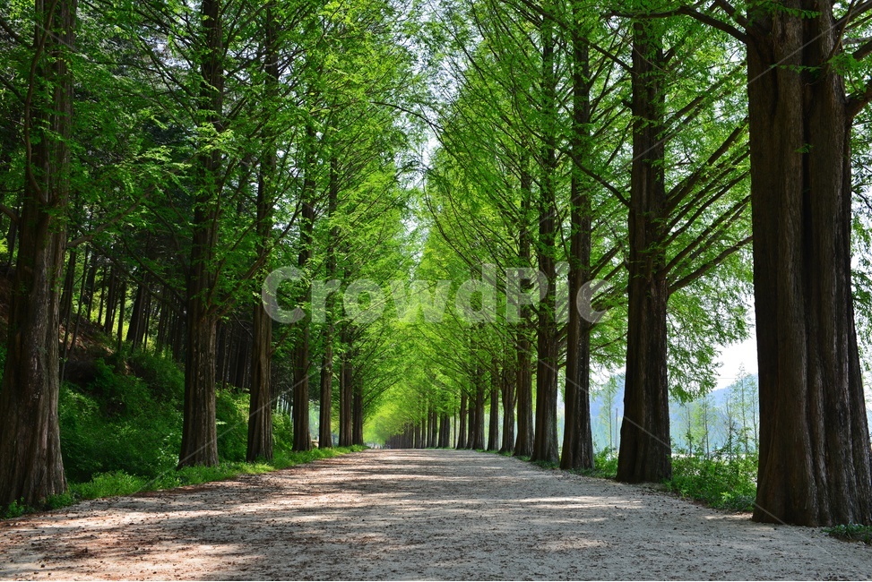 path,통로,tree,나무,plant,식물,dirtroad,흙길,road,도로,gravel,자갈,담양,메타길,메타스콰이어길,메타길여름,여름,계절,시원한길