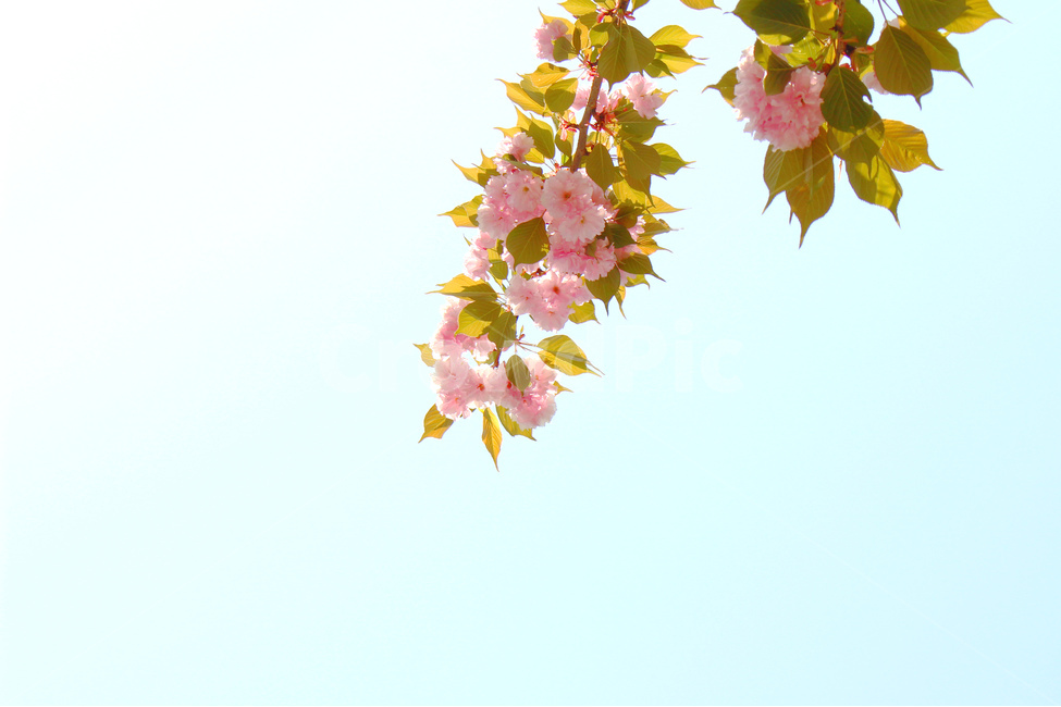 감성사진,봄,꽃,풍경,자연,flower,pink,white,light,빛,색감,하늘,sky,spring,겹벚꽃,벚꽃,봄,계절,spring,season,식물,자연,plants,nature,꽃,flower,plant,leaf,잎