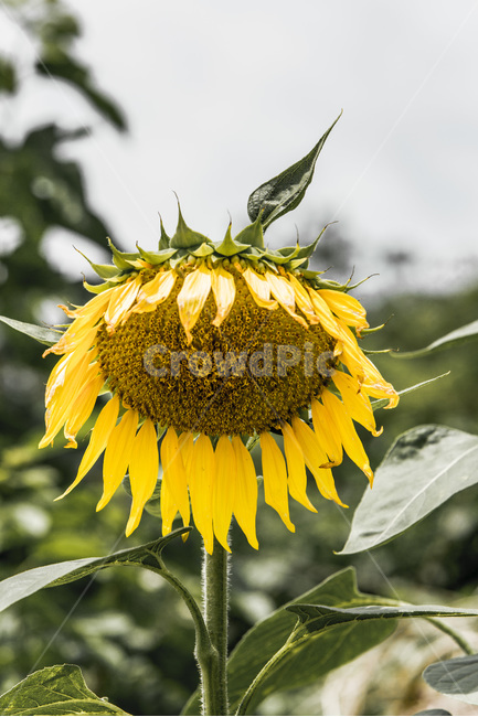 해바라기,꽃,열정,씨앗,바람,식물,노랑,여름,계절,summer,season,가을,fall,autumn,식물,자연,plants,nature,꽃,flower,plant,animal,동물,bird,새,blossom