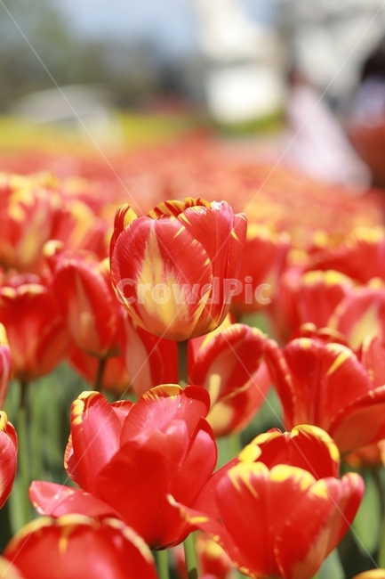 꽃,튤립,여름꽃,에버랜드,빨강,노랑,색감,화사함,봄,계절,spring,season,식물,자연,plants,nature,꽃,flower,plant