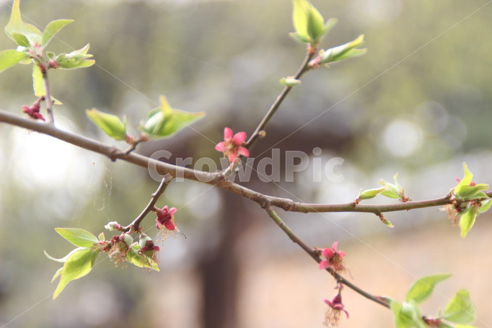 매화,매실,봄,배경,새잎,새순,japaneseapricot,spring,newleaf,bud,shoot