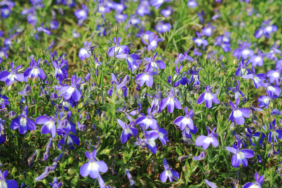 blossom,flower,꽃,plant,식물,보라,purple,violet,꽃밭,정원,garden,식물,자연,plants,nature,꽃,flower
