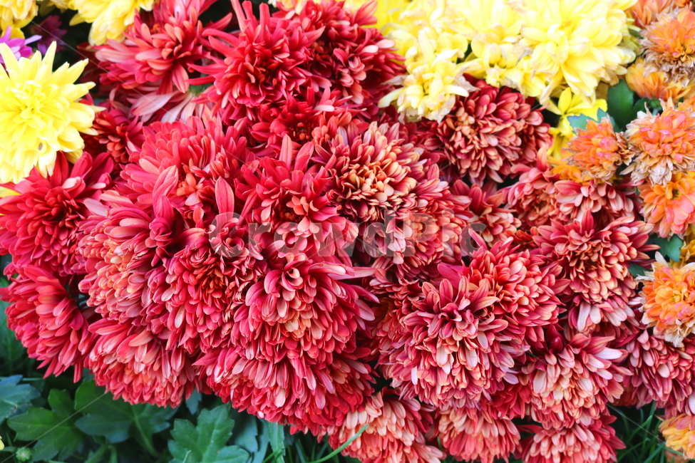 국화,꽃,국화꽃,식물,자연,가을,빨간색꽃,붉은색국화,식물,자연,plants,nature,꽃,flower
