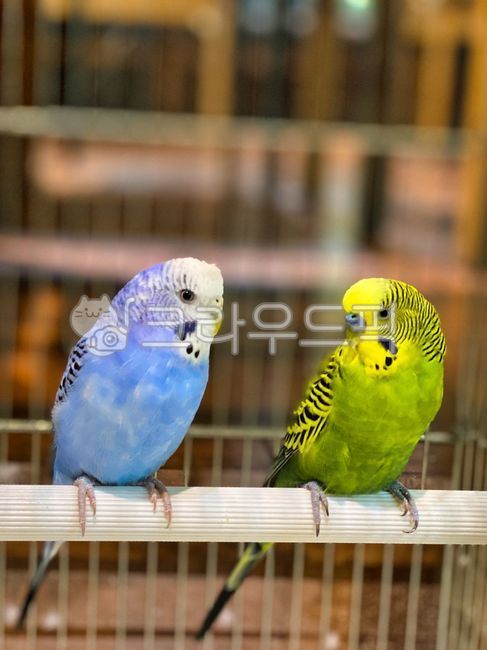 앵무새, parrot, animal, 잉꼬, bird, 사진,이미지,일러스트,캘리그라피 - 김민혁작가