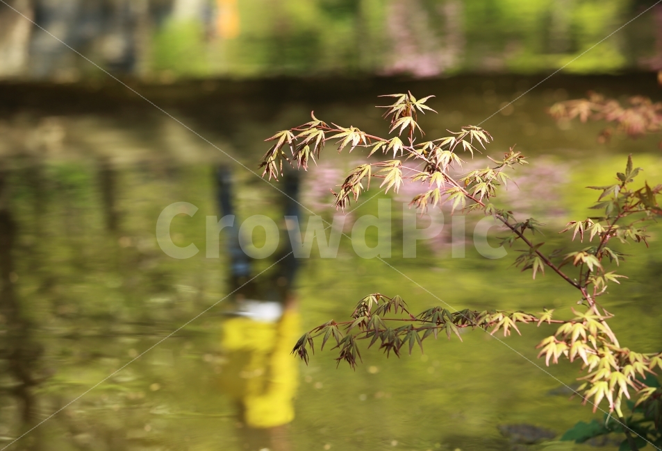 이미지,사진,감성,봄,연못,색감,구도,풍경,식물,자연,plants,nature