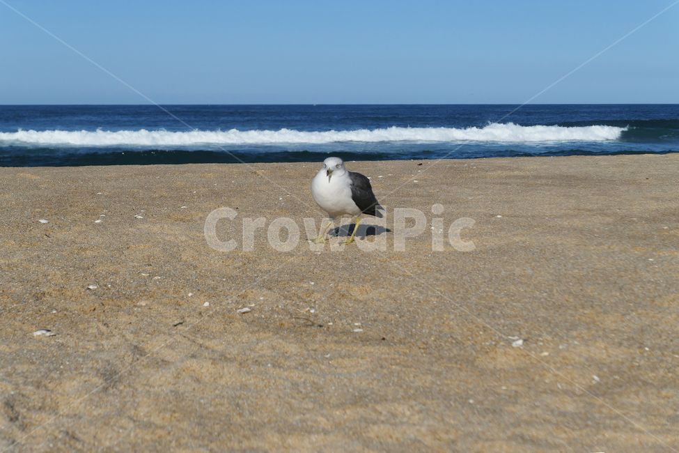 새,동물,animal,seagull,gull,바다,모래,하늘,sky,sea,sand,갈매기,파도,wave,해변,바다,beach,sea,동물,animal,조류,새,birds