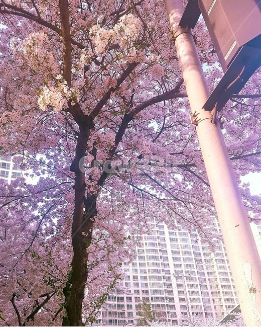 벚꽃,분홍,pink,아파트,봄,spring,flower,꽃,cherryblossom