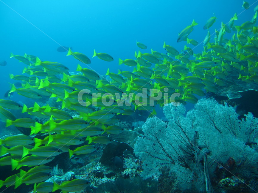 underwate,수중,underthesea,바닷속,nature,자연,sealife,해양생물,underwatercreature,수중생물,reef,암초,dive,scubadiving