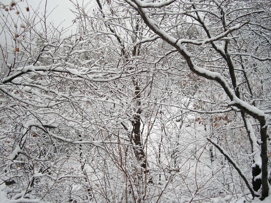 겨울,나무,눈,눈꽃,설화,폭설,수락산,등산,snow,winter,mountain,tree,nature,자연,outdoors,옥외