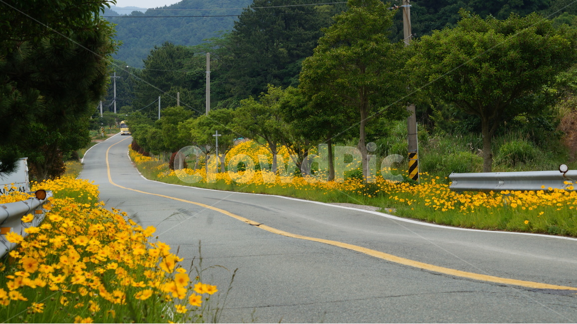 금계국,금계국꽃,꽃,꽃사진,식물,자연,풍경,nature,landscape,교통,교통수단,traffic,transportation,road,도로,asphalt,아스팔트,freeway,고속 도로,highway,고속도로