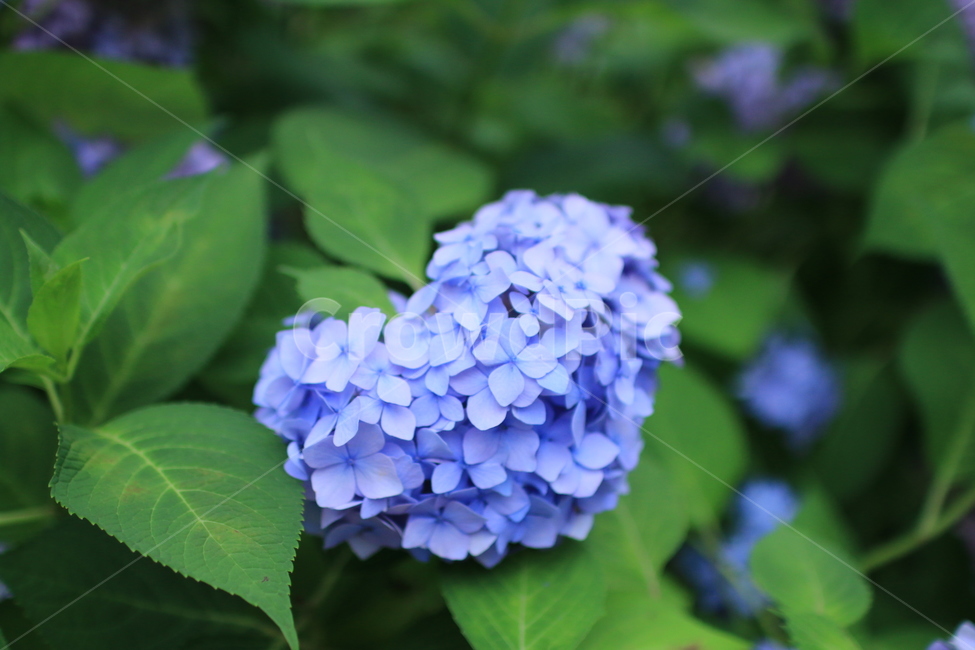 수국,하트,파랑,여름꽃,식물,꽃,식물,자연,plants,nature,꽃,flower