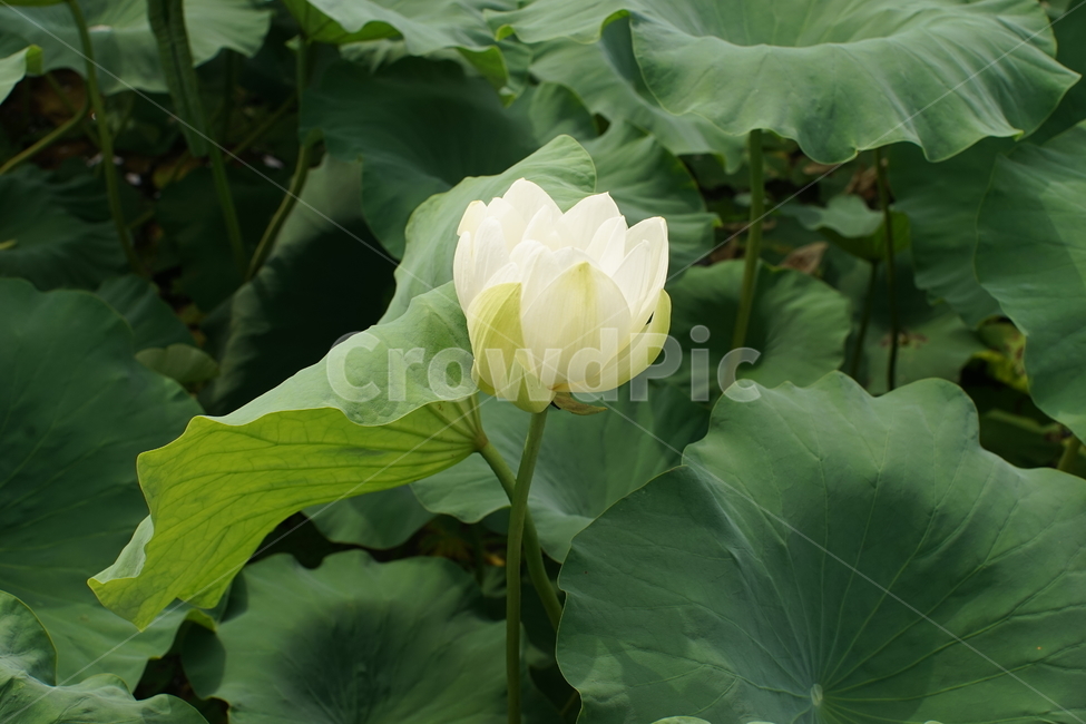 연꽃,여름,여름연꽃,꽃,한국,식물,자연,plants,nature,꽃,flower