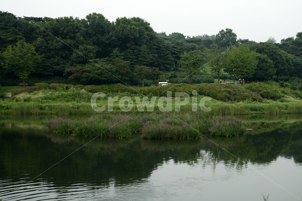 식물,flower,plants,nature,꽃,풍경,공원,호수,나무,자연,풍경,nature,landscape,outdoors,옥외,land,땅,water,물