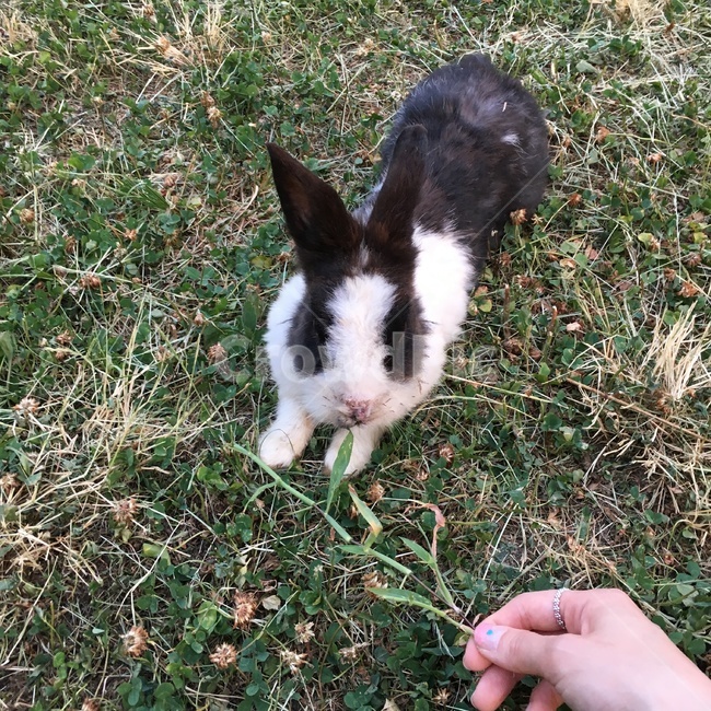 토끼,산토끼,풀,잔디,rabbit,bunny