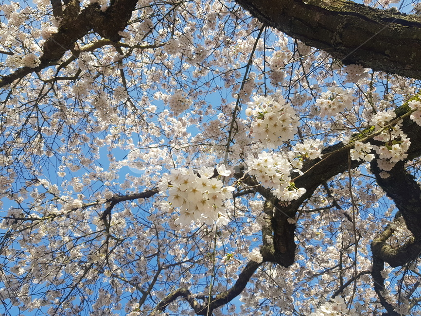 plant,식물,벚꽃,나무,꽃,blossom