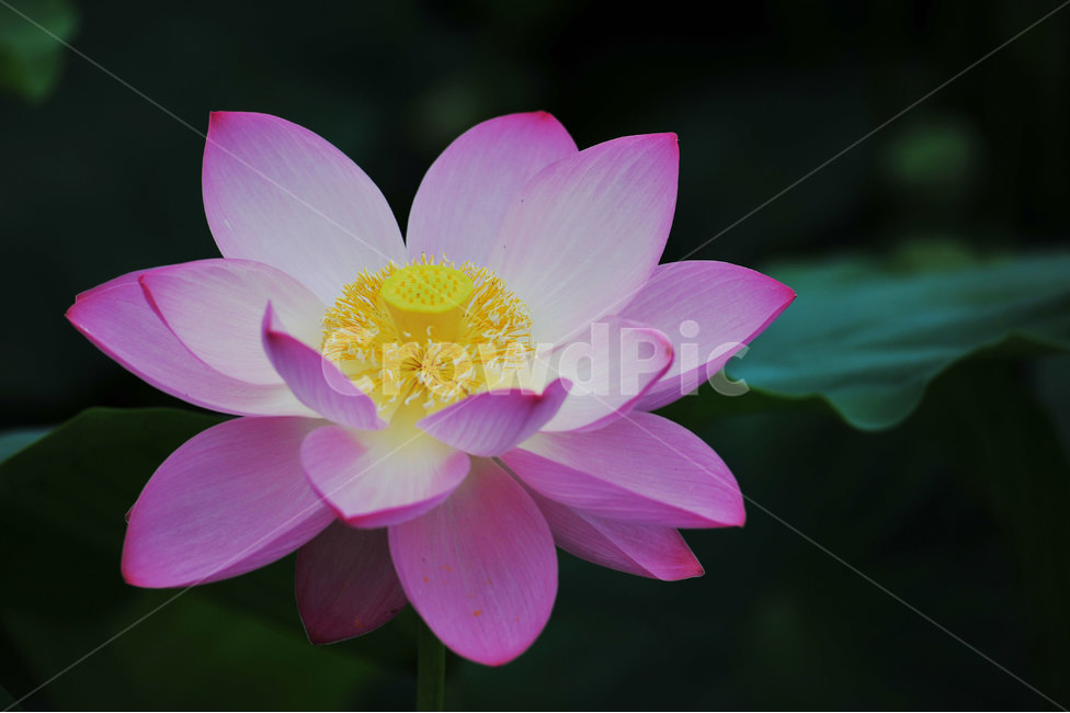 홍련,연꽃,화려한연꽃,덕진공원연꽃,연꽃축제,식물,자연,plants,nature,꽃,flower