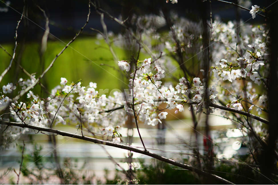 봄정취,봄꽃,봄내음,벚꽃,벚꽃축제,봄,계절,spring,season,식물,자연,plants,nature,꽃,flower,plant,blossom