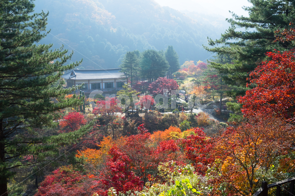 자연,가을,단풍,풍경,나무,tree,plant,식물,abies,가을,계절,fall,autumn,season,식물,자연,plants,nature,나무,trees,wood