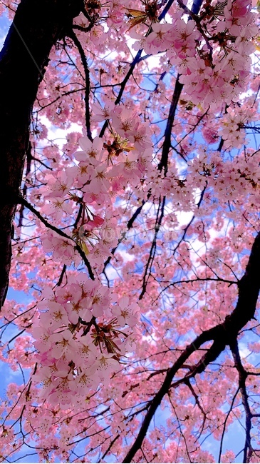 벚꽃,체리블라썸,cherryblossom,꽃잎,봄,flower,nature,spring,자연,감성,꽃,봄꽃,springtime,springflower,계절,season,식물,plants