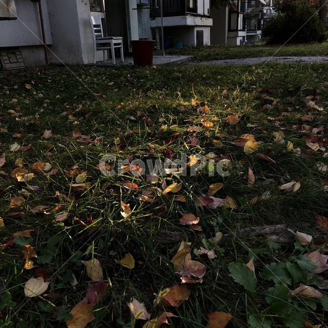 잔디,풀,감성,햇빛,낙엽,가을,저녁,노을,가을,계절,fall,autumn,season,plant,식물,leaf,잎,ground,바닥,tree,나무