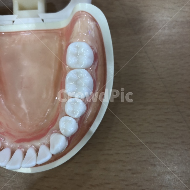 jaw,턱,치아,teeth,하악,덴티폼,dentiform,치위생과,의료,의학,병원,medical,hospital,clinic