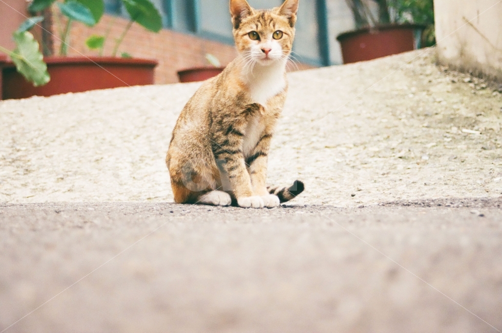 고양이,동물,포유류,cat,kitten,animal,표정,감정,emotion,동물,animal,포유류,mammal,고양이,cat,kitten,kitty,감성,sensible,feeling
