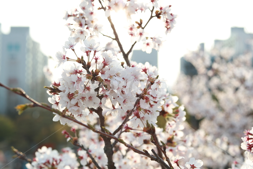 봄,벚꽃,꽃,흰꽃,사쿠라,4월