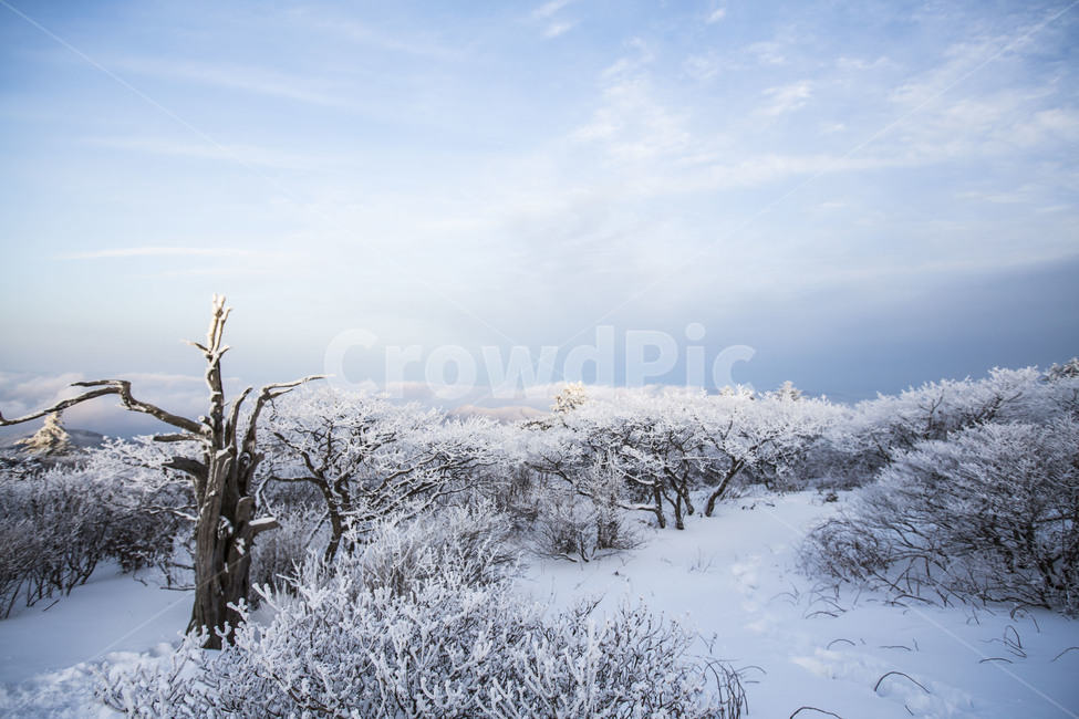 상고대,눈꽃,풍경,한국의미,자연,겨울,계절,winter,season,자연,풍경,nature,landscape,한국자연풍경,한국자연경관,korea nature landscape,outdoors,옥외,ice,빙,snow,눈
