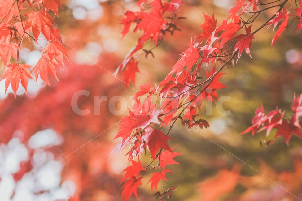 단풍나무,풍경,단풍,가을,나무,자연,가을,계절,fall,autumn,season,식물,자연,plants,nature,감성,sensible,feeling,plant,leaf,잎,tree