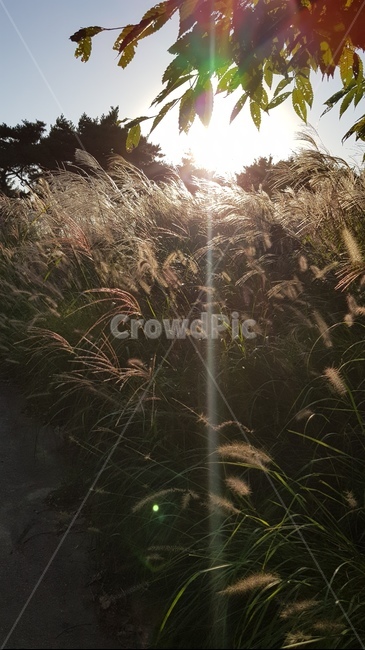 햇빛,잔디,자연,식물,outdoors,식물,자연,plants,nature