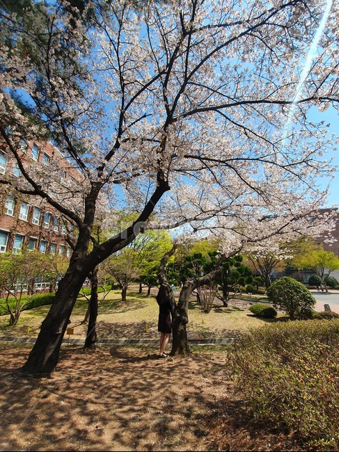 벚꽃,사람,뒷모습,교복,서있는사람,꽃,나무,자연,봄,빛,풍경