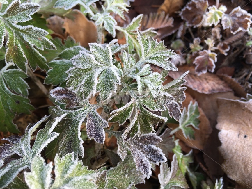 겨울,한파,추위,서리,식물,겨울,계절,winter,season,식물,자연,plants,nature