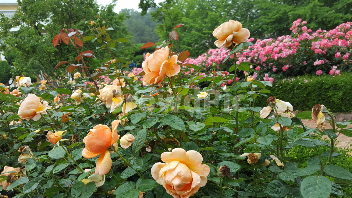공원,산책,flower,plant,꽃,장미,식물,살구색,정원,식물,자연,plants,nature,꽃,flower