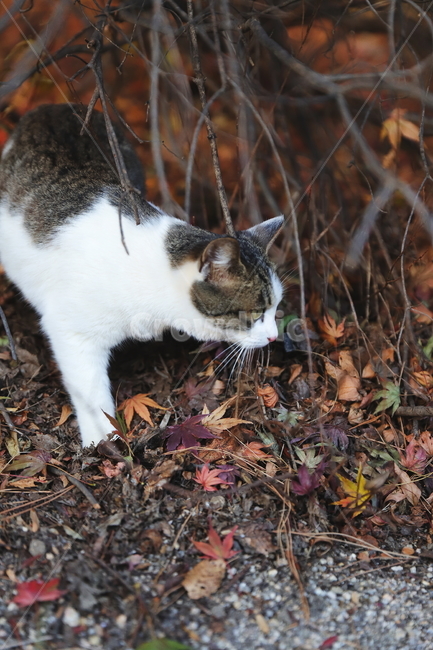 leaf,잎,plant,식물,pet,애완동물,animal,동물,cat,고양이,mammal,포유류,동물,animal,포유류,mammal,고양이,cat,kitten,kitty