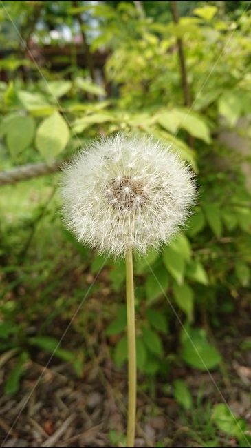 식물,꽃,씨,민들레,민들레홀씨,민들레씨,여름,식물,자연,plants,nature