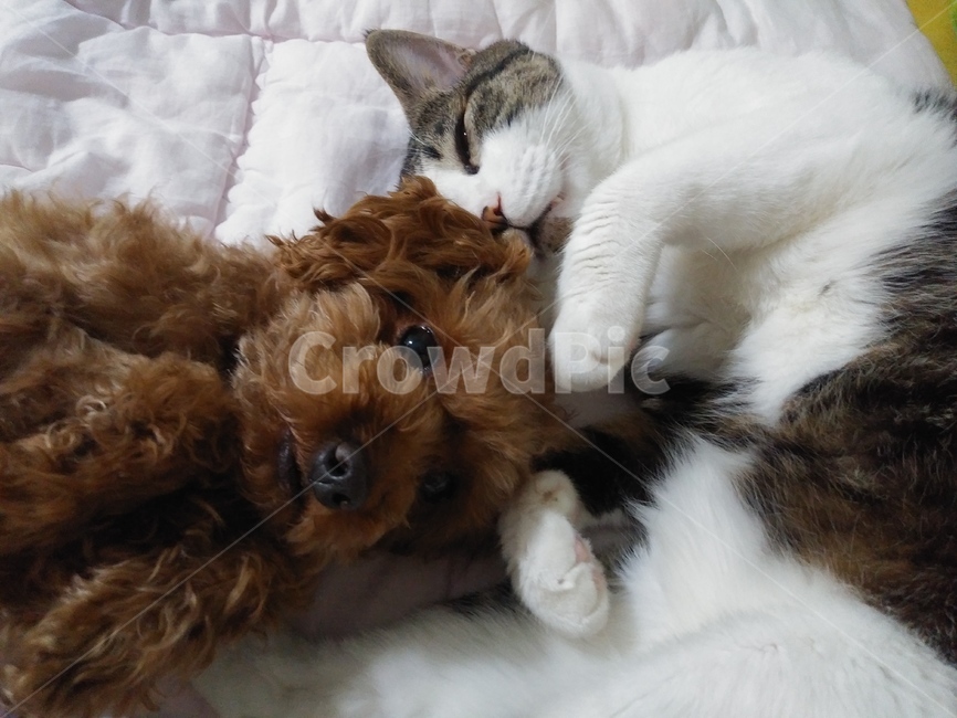 강아지,푸들,코숏,고양이,잠,침대,행복,아늑,귀여운,cat,dog
