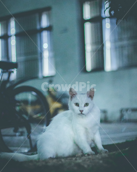 고양이,cat,동물,animal,길거리,동물,animal,포유류,mammal,고양이,cat,kitten,kitty