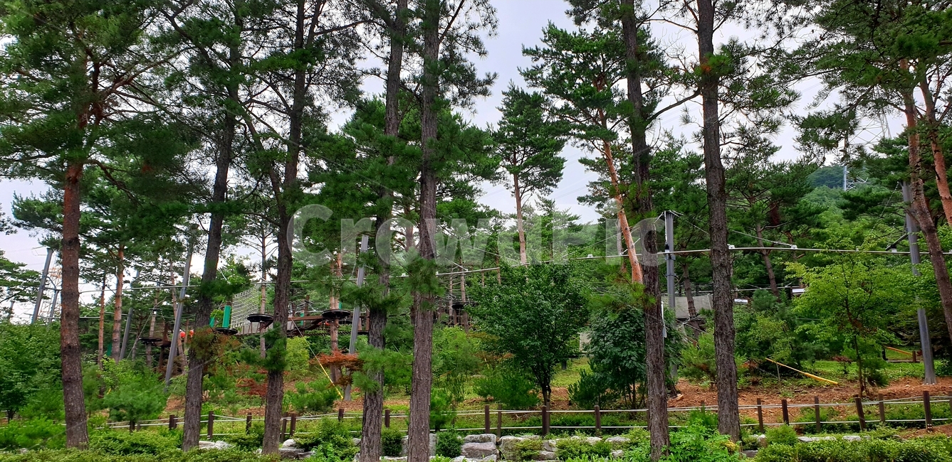 나무,정원,plant,언덕,산책