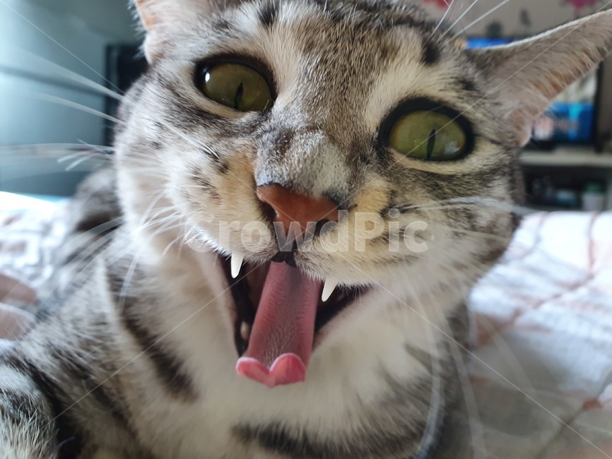 집냥이,코숏,반려동물,cat,하품,정면,코리안숏헤어,고등어태비