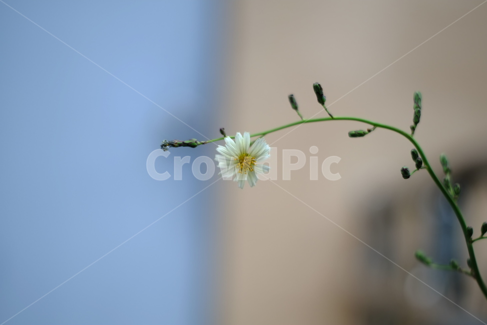잡초,꽃,자연,생명력,정원,식물,자연,plants,nature,꽃,flower