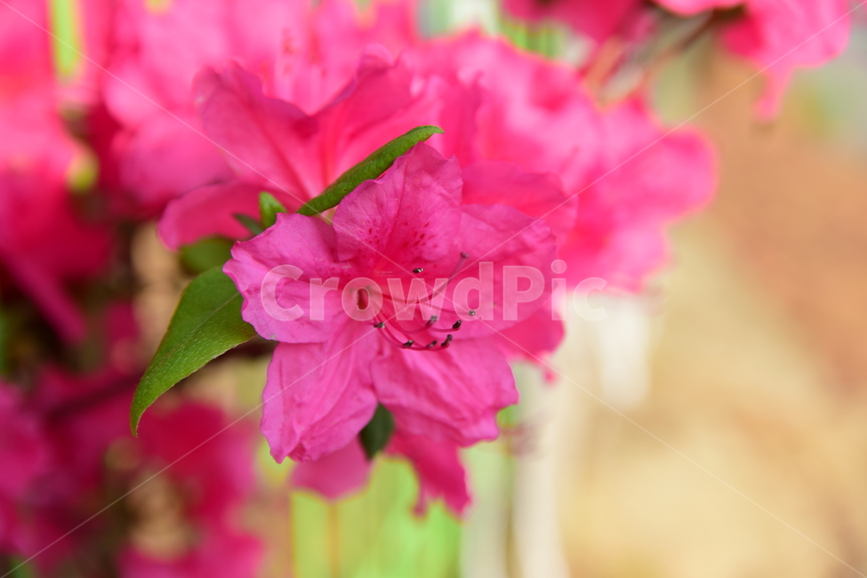 철쭉,진달래,꽃,빨간꽃,식물,자연,보라색,핑크,plant,nature,flower,네이처,플랜트,배경,화사한,식물,자연,plants,nature,꽃,flower
