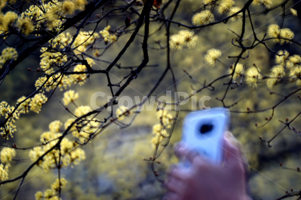산슈유,봄,노랑,축제,감성,봄,계절,spring,season,식물,자연,plants,nature,꽃,flower
