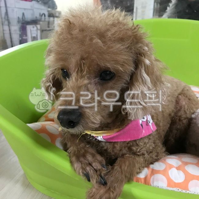 Pets,African Poodle,animal,dog scarf,dog paw shape,dog feet,dog,pet,brown poodle