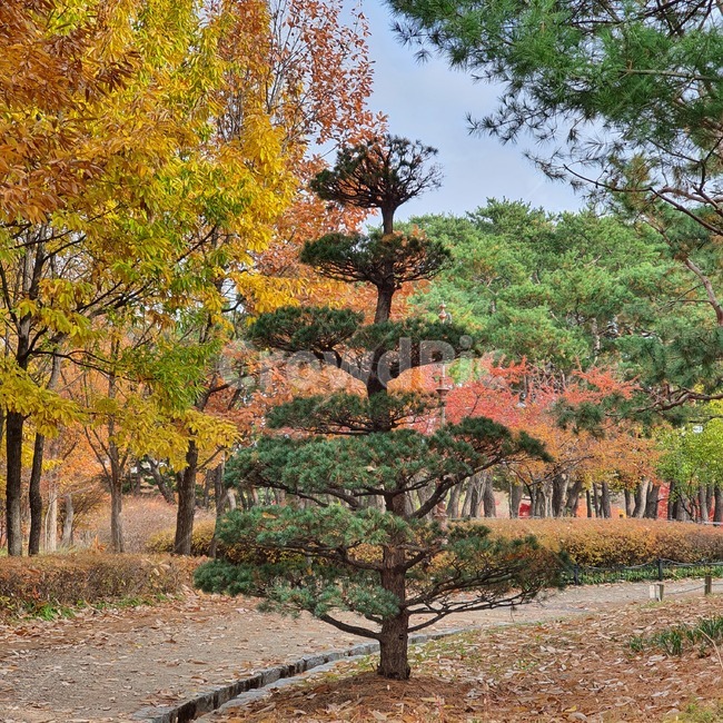 plant,식물,tree,나무,단풍