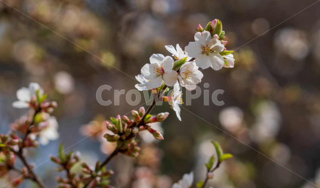 벚꽃,봄꽃,봄,자연,계절,season,spring,cherryblossoms,꽃축제,봄날,화려한,예쁜,핑크색,하얀색,파란색,파란하늘,flower,nature,garden,beautiful,공원,바탕,정원,봄하늘,나무,가로수
