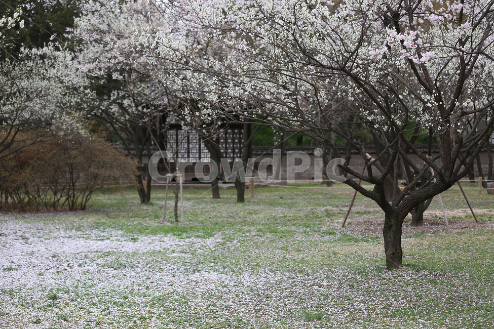 봄,꽃,flower,spring,창덕궁,정원,garden,봄,계절,spring,season,한국전통,한국문화,korean traditional,korean culture,랜드마크,landmark,tourist attraction,한국랜드마크,한국관광지,한국명소,korea landmark,korea tourist attraction,식물,자연,plants,nature,나무,trees,wood,plant