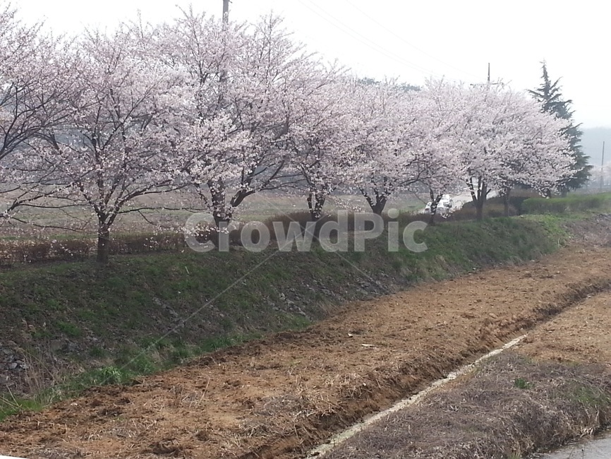 벗꽃,봄,분홍색,축제,벗꽃앤딩,봄,계절,spring,season,plant,식물