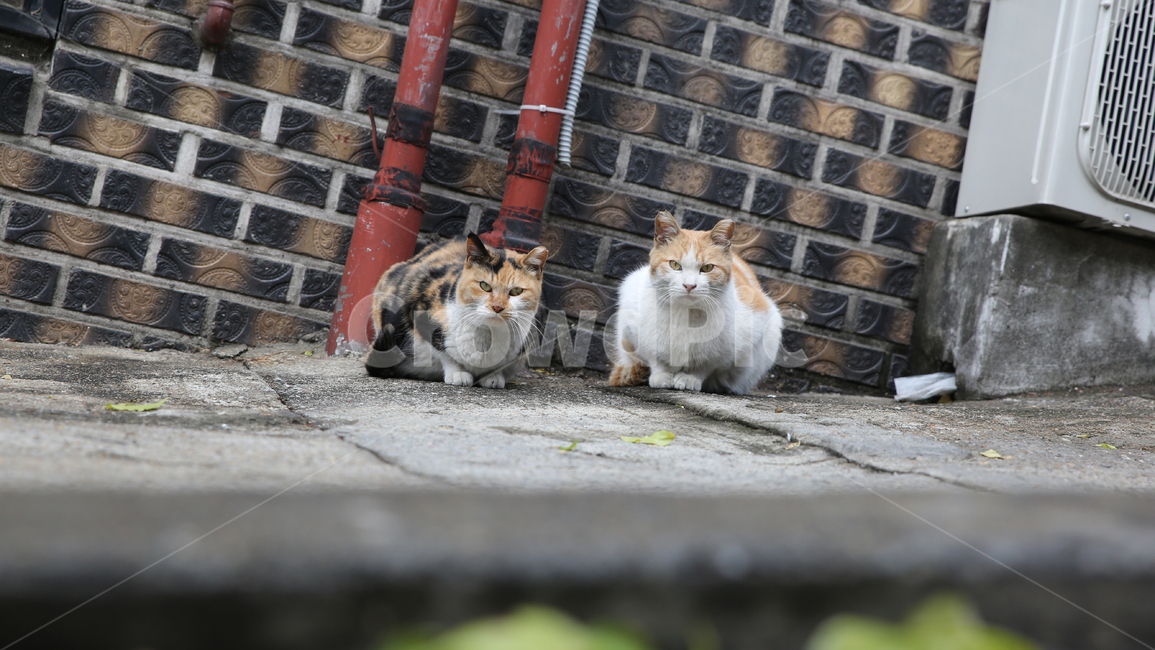 애완동물,고양이,동물,pet,animal,mammal,포유류,cat,동물,animal,포유류,mammal,고양이,cat,kitten,kitty